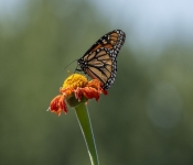 2019 09 15 LongFellowGardens 035